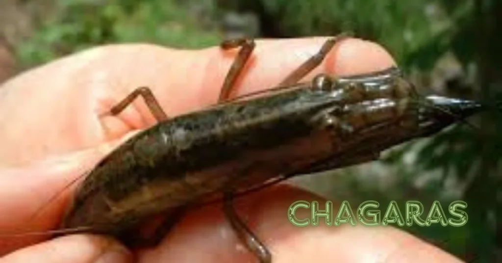 chagaras