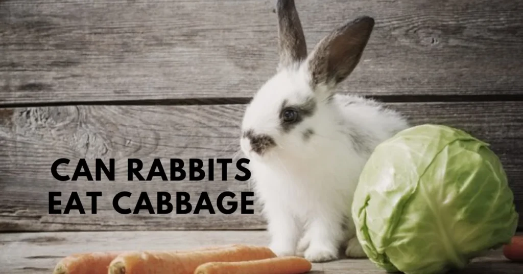 can rabbits eat cabbage